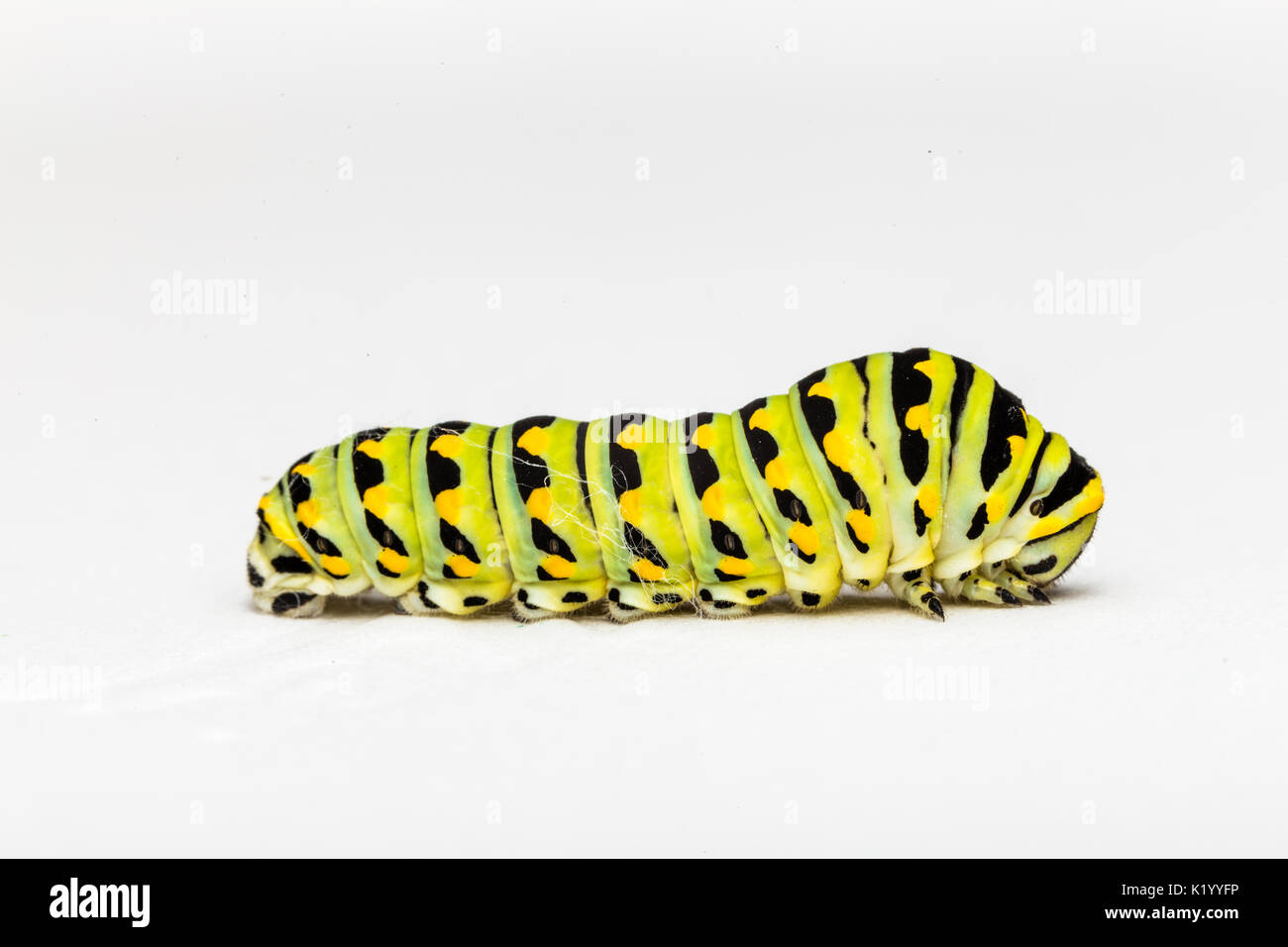 La chenille du papillon machaon. Cette larve est rayé vert et jaune avec des taches noires. Il est de 2 pouces de long. Banque D'Images