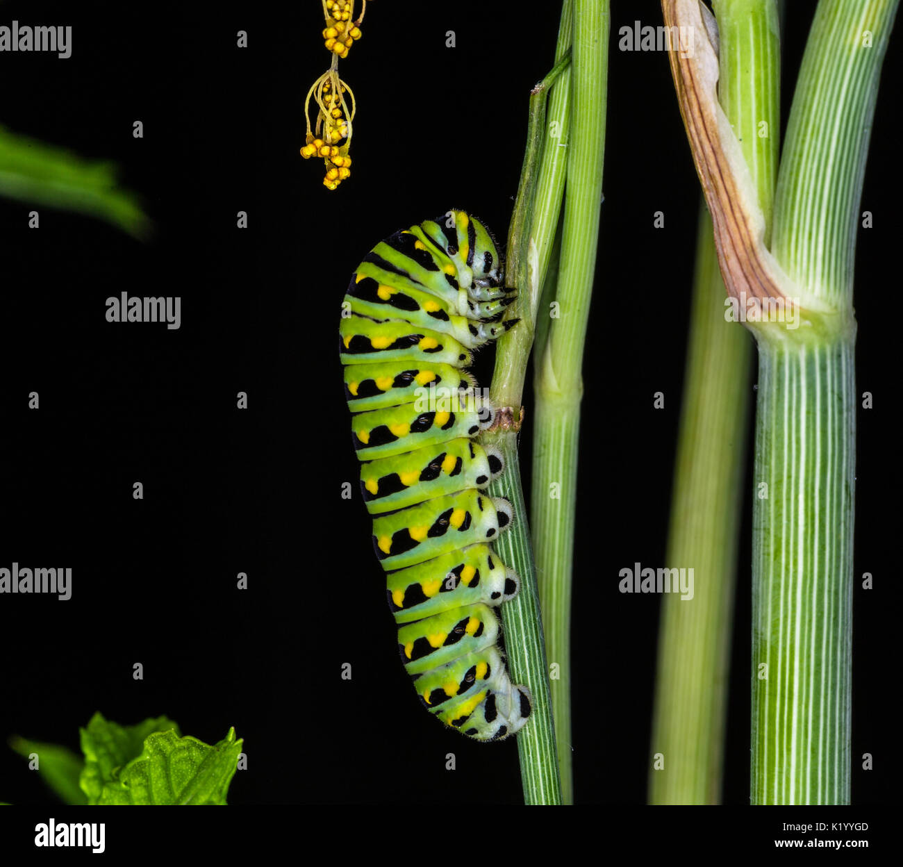 La chenille du papillon machaon. Cette larve est rayé vert et jaune avec des taches noires. Il est de 2 pouces de long Banque D'Images
