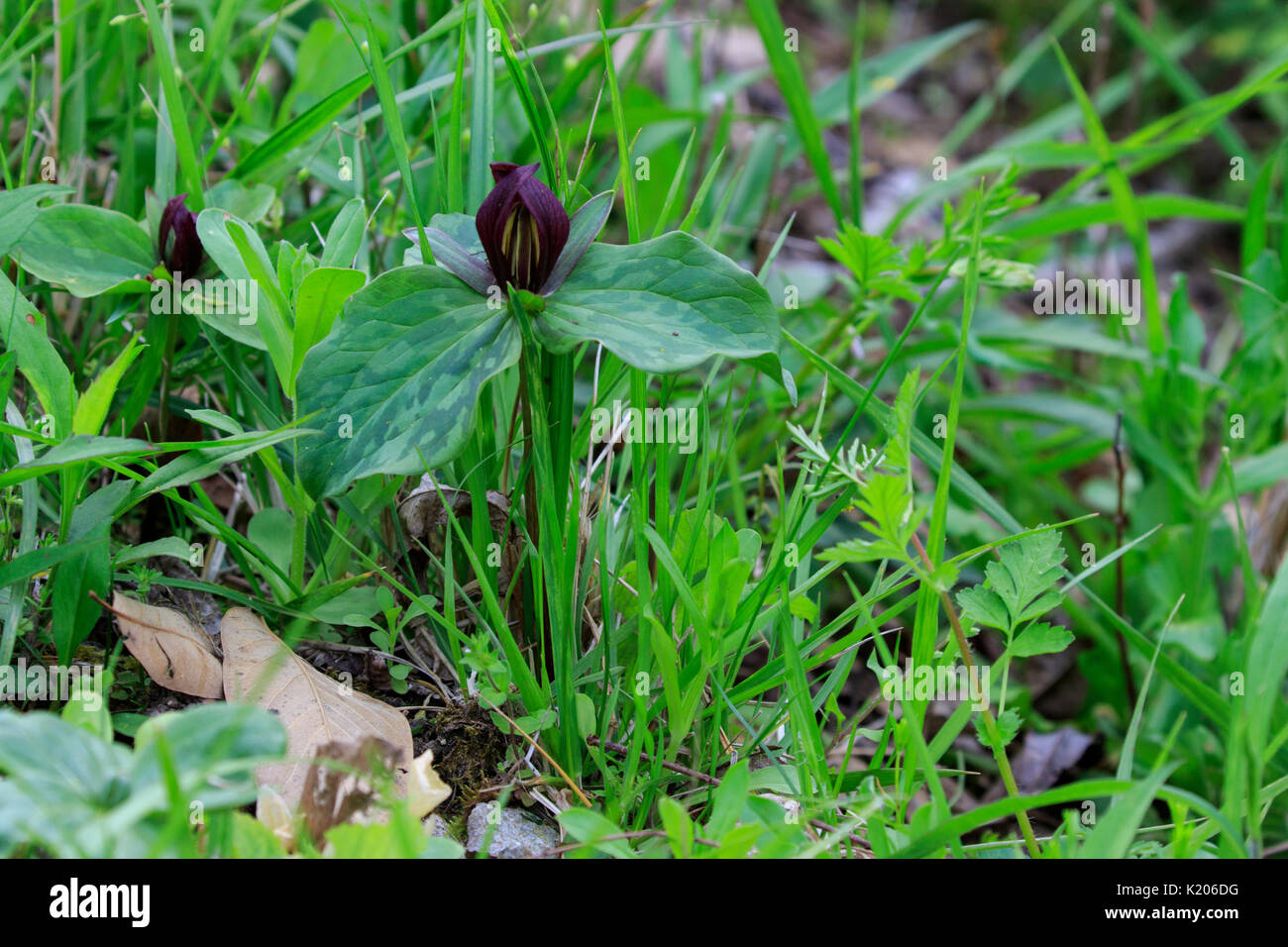 Trillium Sessile (Trillium sessile) Banque D'Images