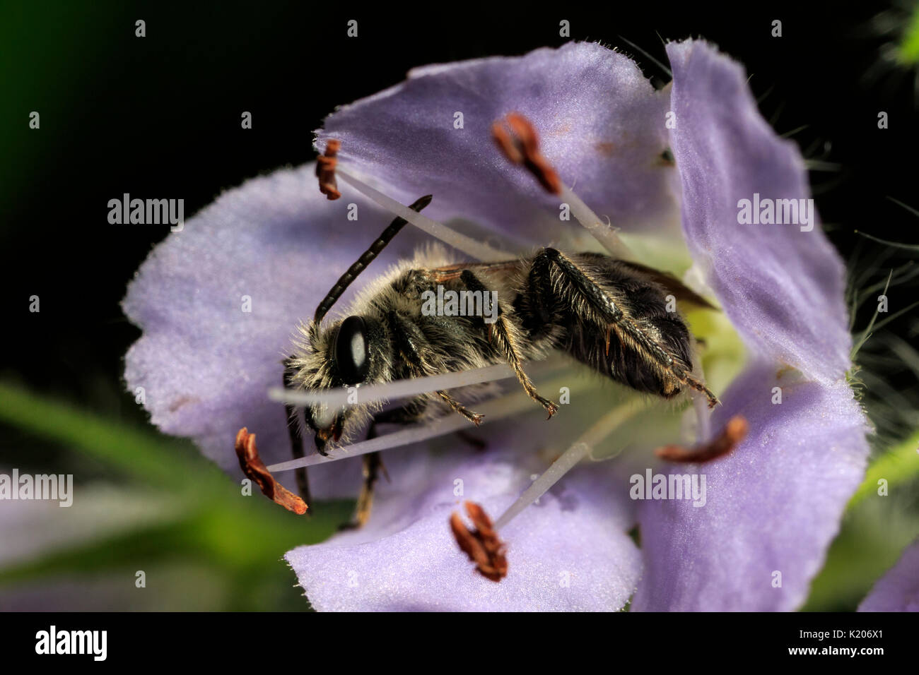 L'exploitation minière (abeille Andrena sp.) en fleurs Banque D'Images