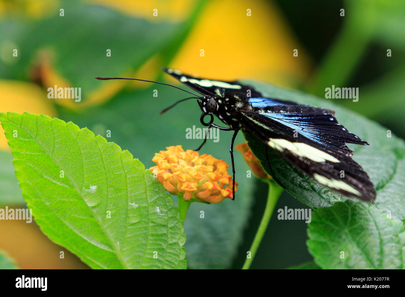 Sara longwing (Heliconius sara) sur lantana Banque D'Images