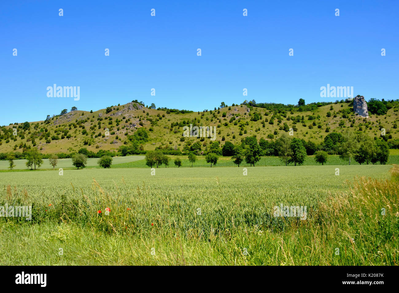 Pente sèche et champ près de Denkendorf, Wellheimer vallée sèche, Urdonautal, parc naturel Altmühltal, Haute-Bavière, Bavière Banque D'Images