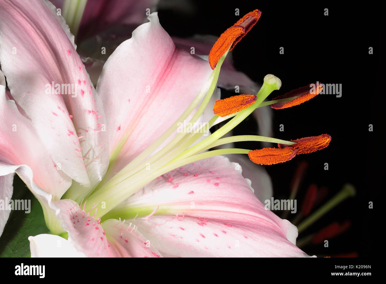 Lily rose Lilium Marco Polo Style la stigmatisation et filaments étamines macro close up tépales Banque D'Images
