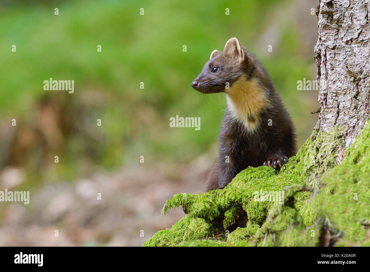 European martre des pins (Martes martes) sur une racine d'arbre couverts de mousse, Tyrol, Autriche Banque D'Images