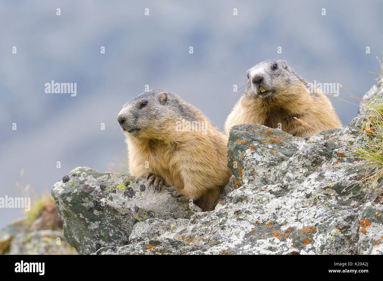 Marmottes alpines (Marmota marmota) sur les roches, Parc National Hohe Tauern, Carinthie, Autriche Banque D'Images