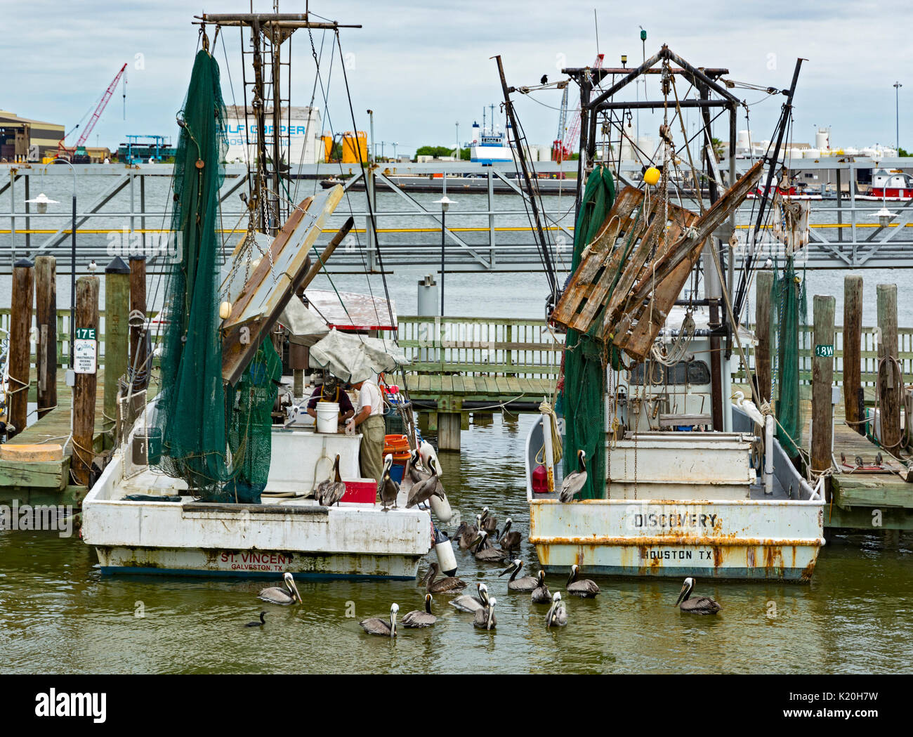 Galveston, Texas, bateaux de pêche commerciale, des pélicans se nourrissant de restes de poissons Banque D'Images