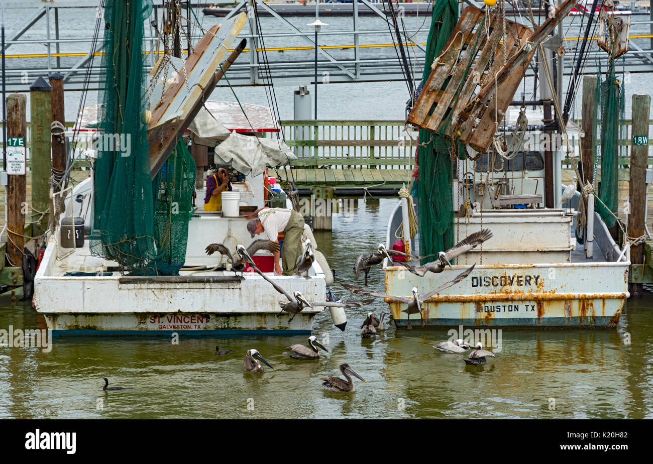 Galveston, Texas, bateaux de pêche commerciale, des pélicans se nourrissant de restes de poissons Banque D'Images