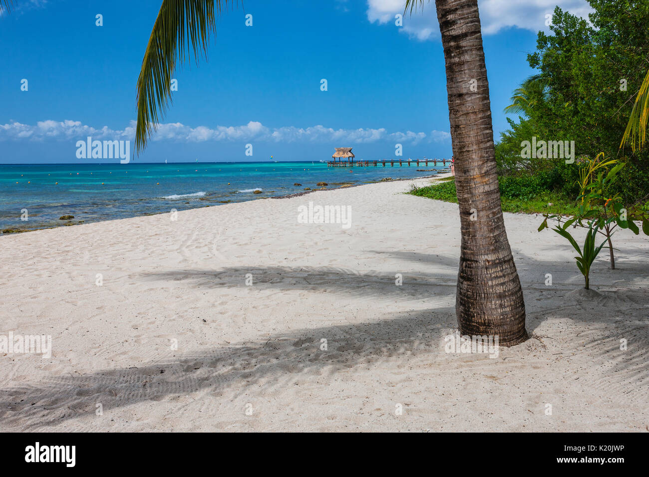 Palm sur la plage de sable, l'île de Cozumel, Mexique Banque D'Images