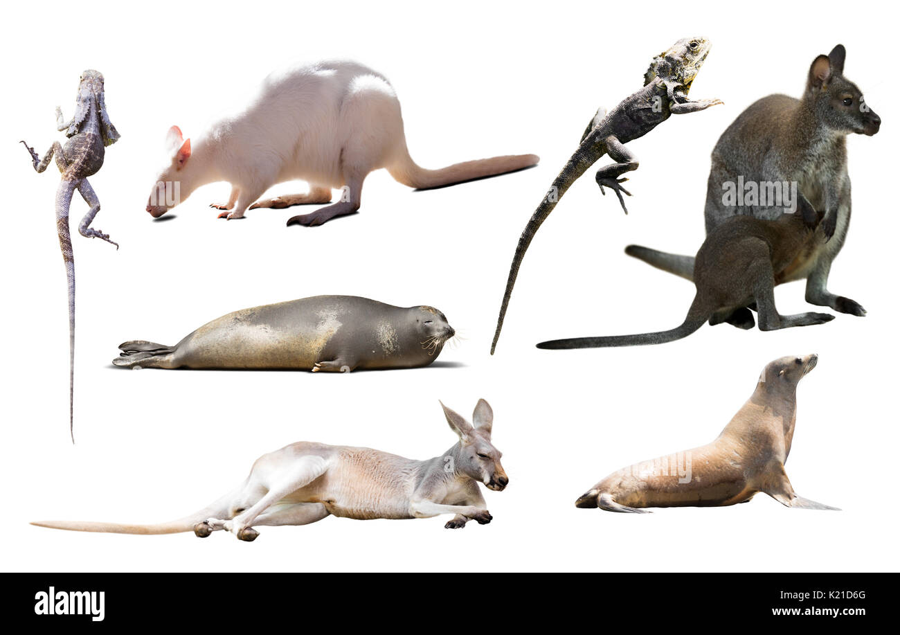 Ensemble de divers animaux sauvages isolés, y compris les oiseaux, mammifères, reptiles de l'Australie Banque D'Images