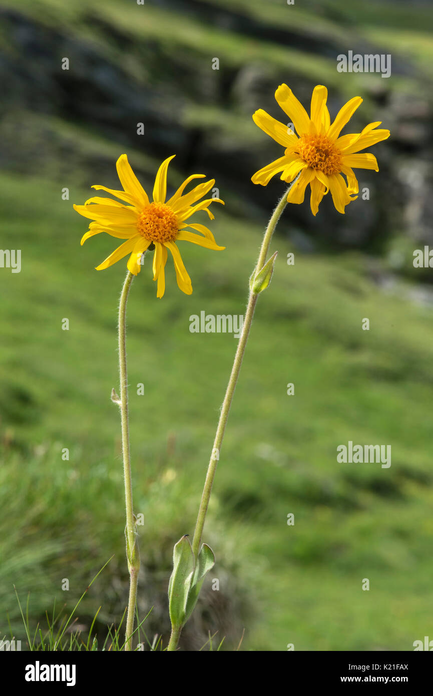 Céçou (Arnica montana), famille des asters (Asteracea), Val de Bagnes, Valais, Suisse Banque D'Images