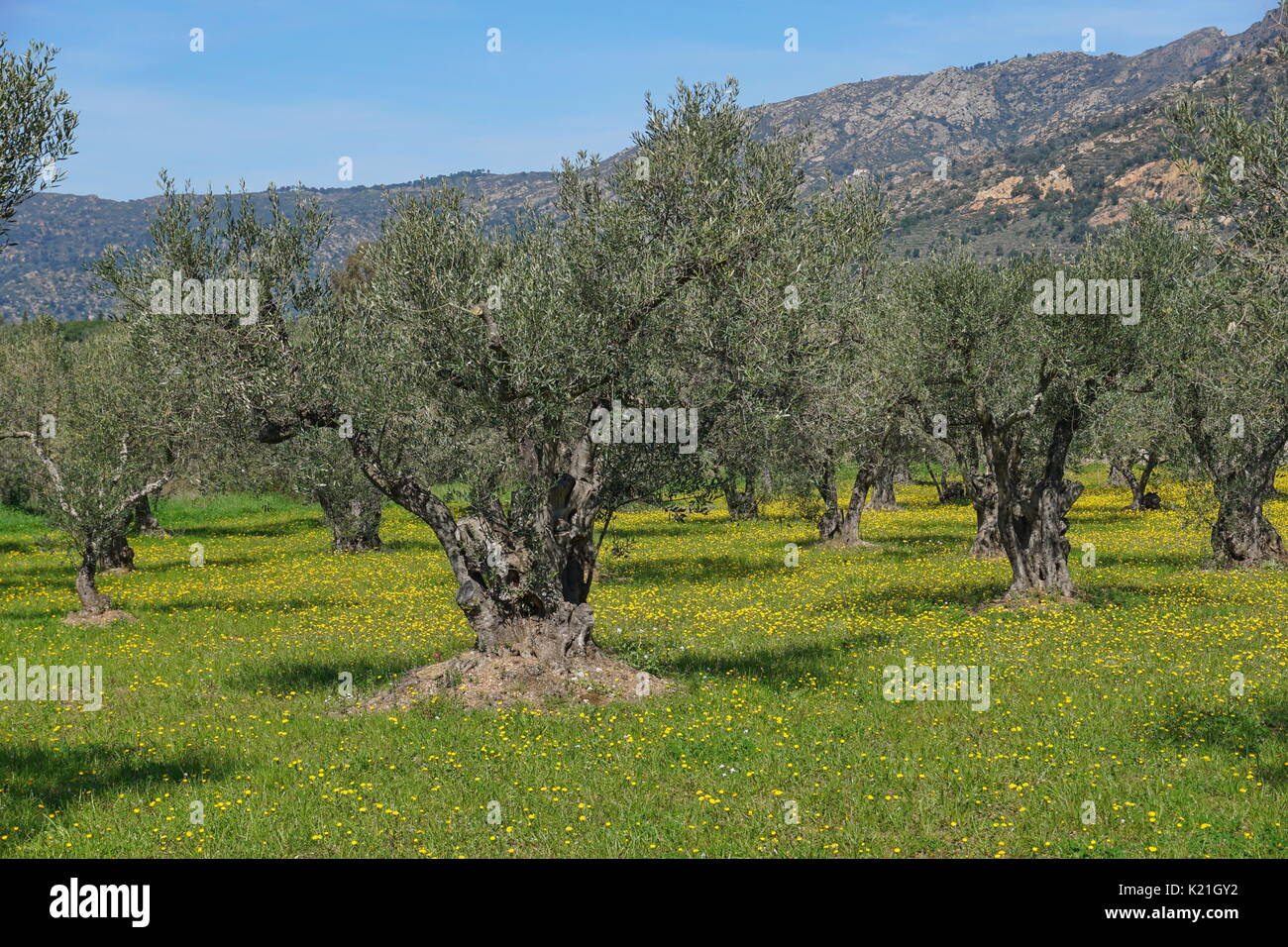 Champ d'oliviers au printemps avec des fleurs sur le sol, de la Méditerranée, Roses, Gérone, Catalogne, Espagne Banque D'Images