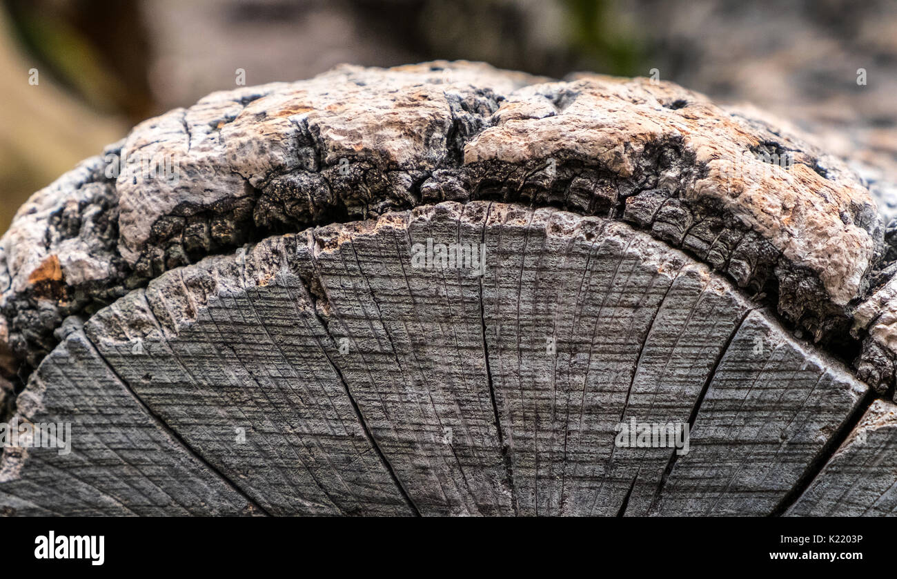Section transversale d'écorce de liège sur un tronc d'arbre liège Banque D'Images
