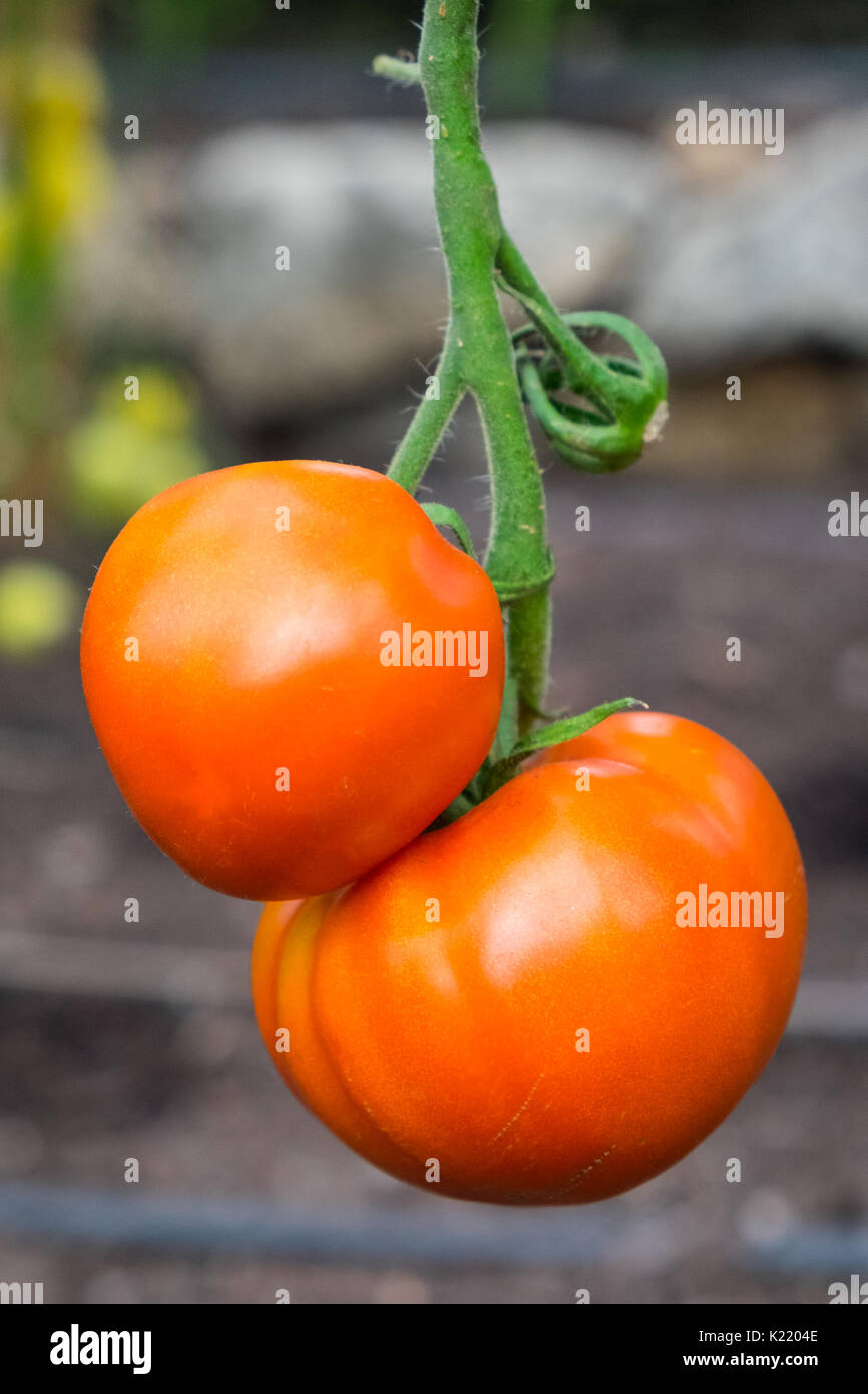 Crimson écraser une tomate tomate résistante au mildiou élaboré par les scientifiques de l'Université de Bangor Banque D'Images