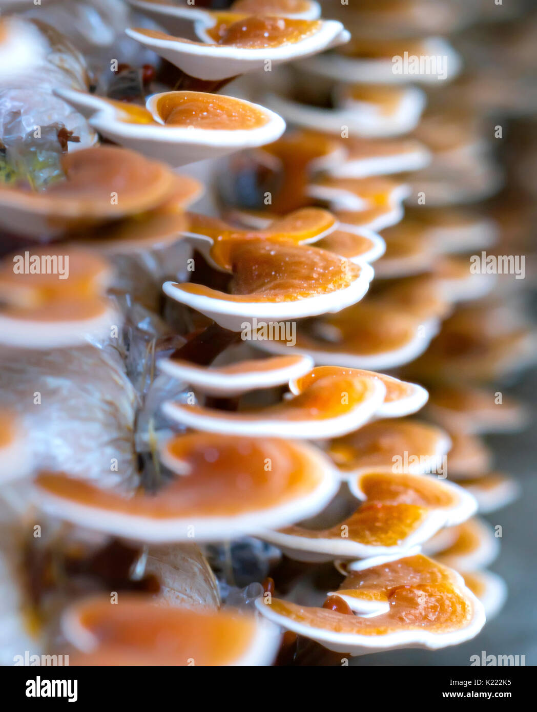 La beauté de Ganoderma lucidum croissant dans la ferme. C'est une façon de cultiver les champignons presque comme la nature pour une bonne qualité nutritionnelle pour la santé humaine Banque D'Images