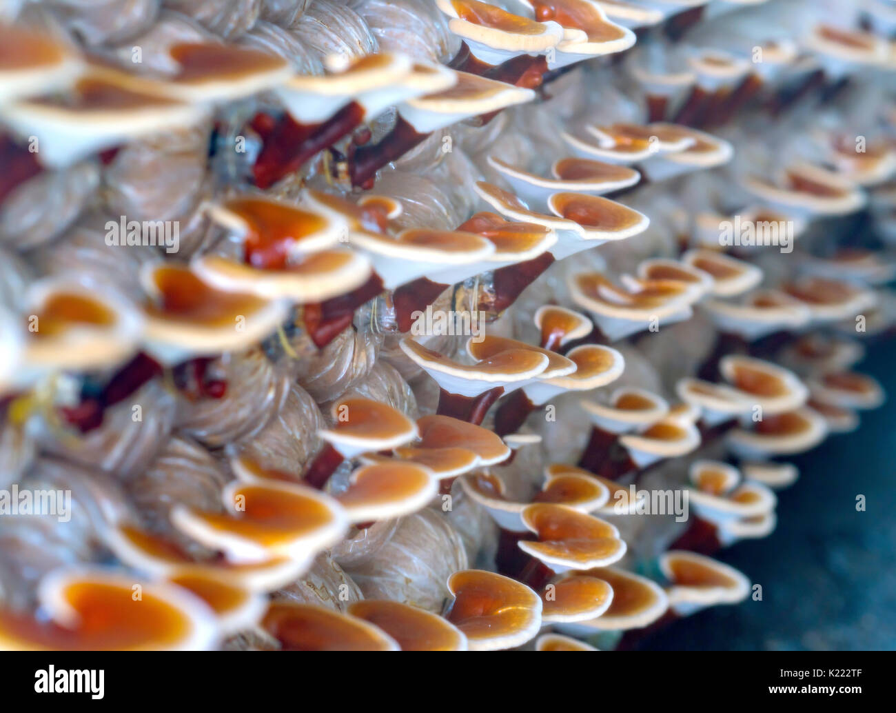 La beauté de Ganoderma lucidum croissant dans la ferme. C'est une façon de cultiver les champignons presque comme la nature pour une bonne qualité nutritionnelle pour la santé humaine Banque D'Images