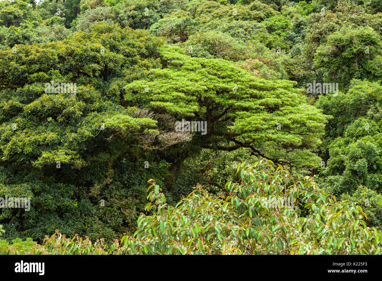 La canopée de la forêt tropicale luxuriante Monteverde Costa Rica Banque D'Images