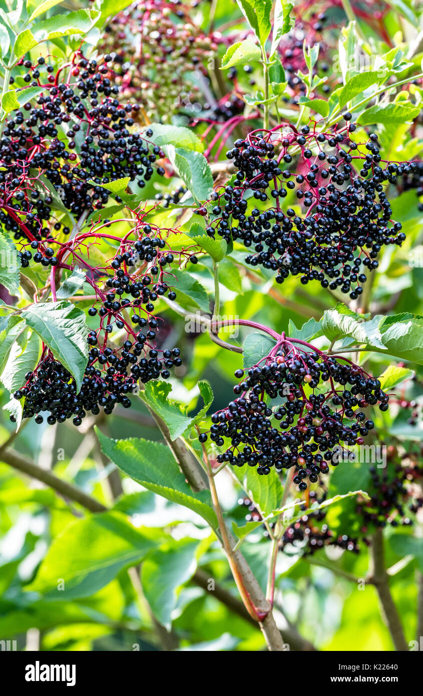 Venu de sureau. Banque D'Images