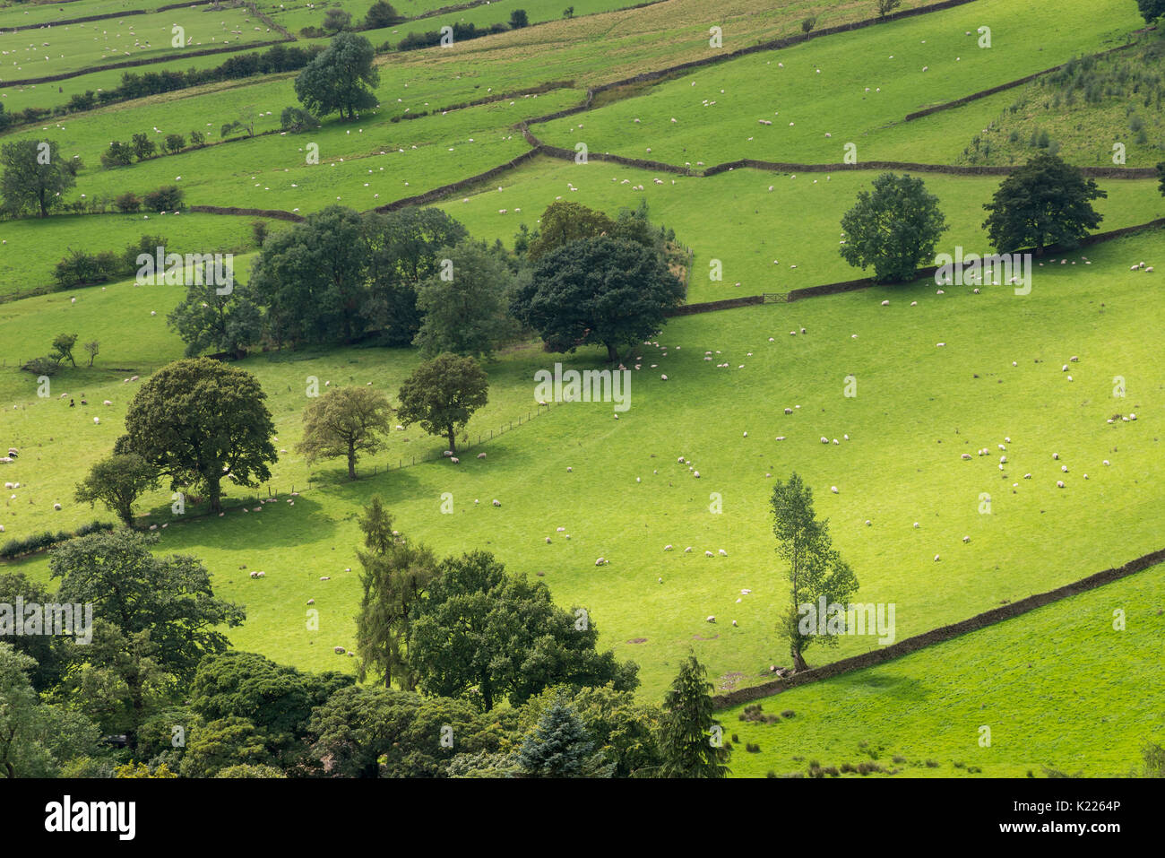 Configuration des champs d'un vert dans la vallée de Edale, Peak District, Derbyshire, Angleterre. Banque D'Images