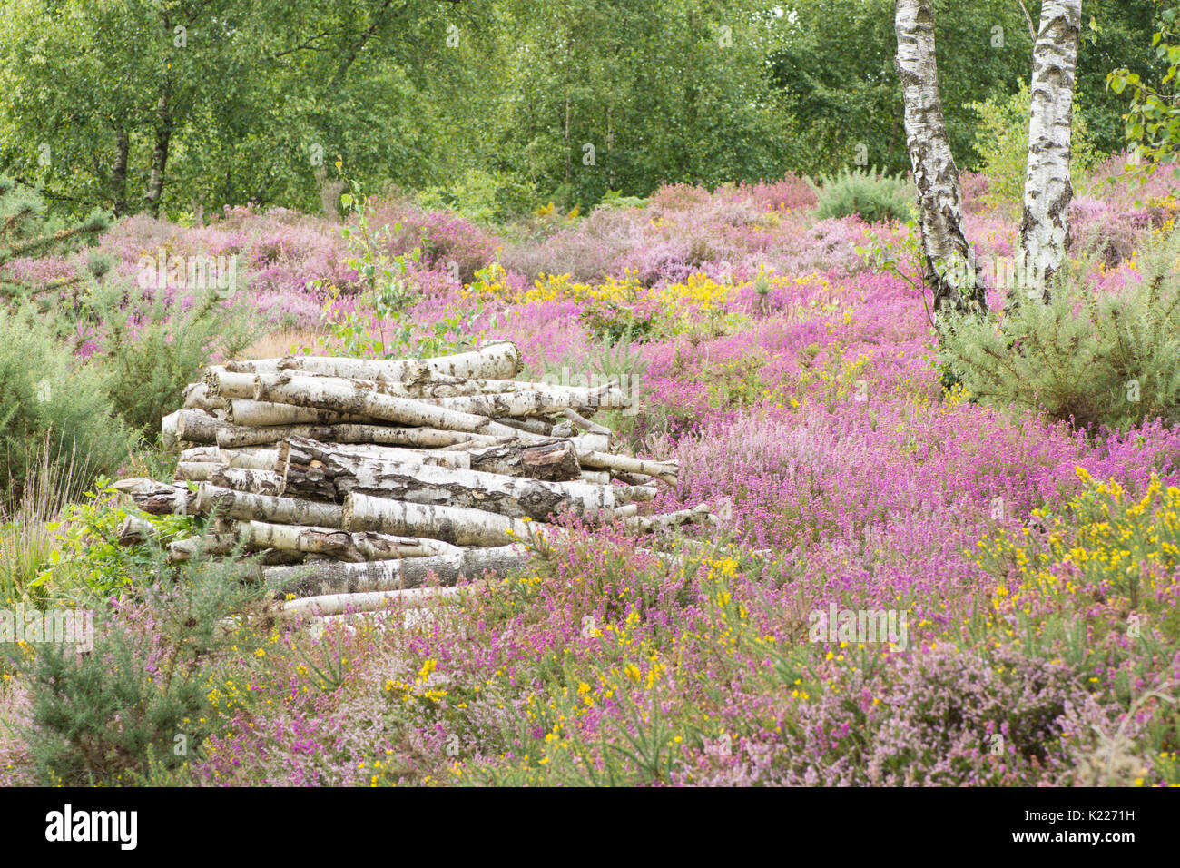 Pile d'argent journal de troncs de bouleaux, Betula pendula, sur Iping et Stedham communes, Midhurst, dans le Sussex. En août. Heather Bell, (Erica cinerea), Ling (Calluna Banque D'Images