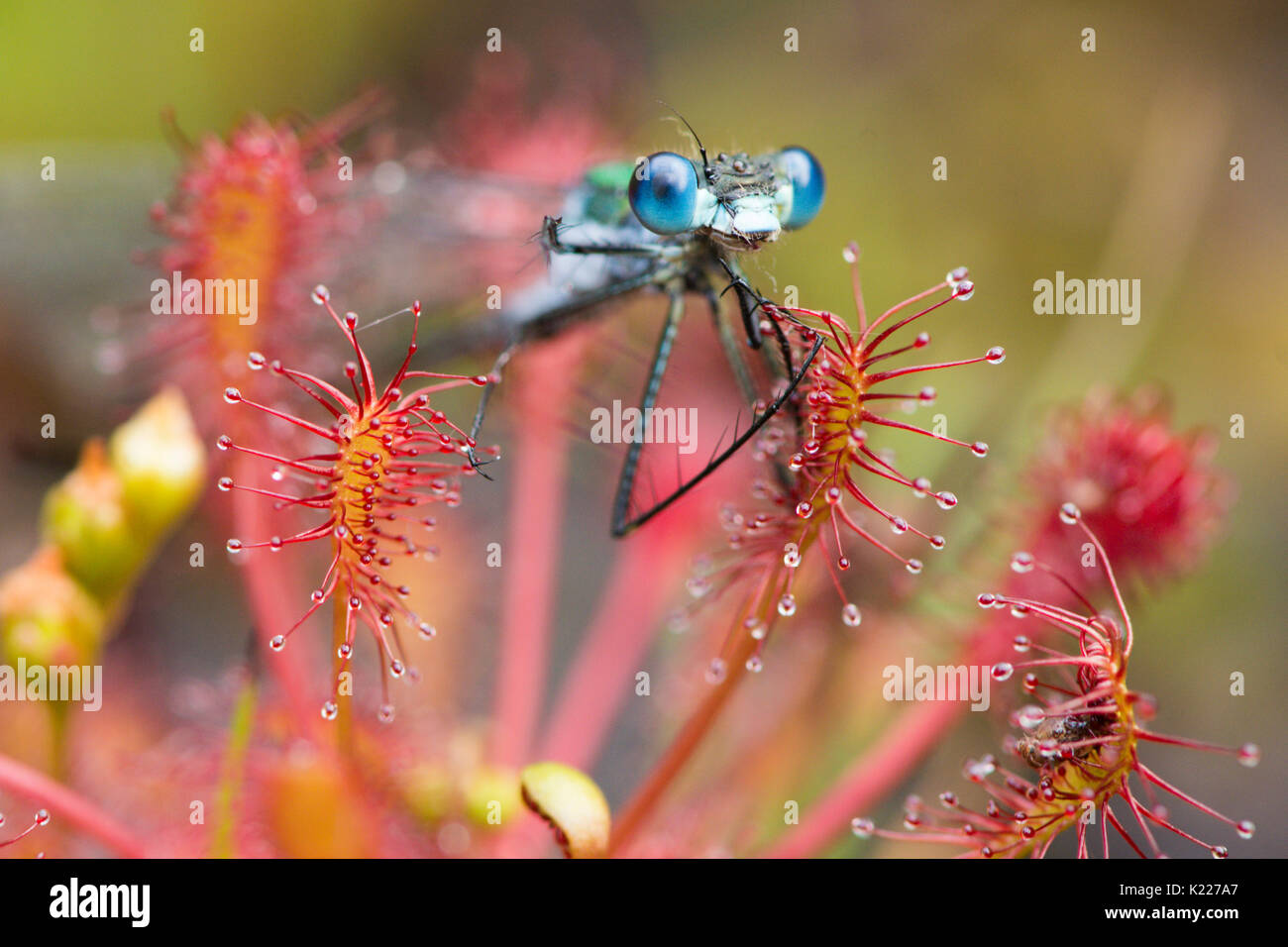 Demoiselle d'Émeraude, Lestes sponsa. Pris dans oblongues-leaved Sundew spoonleaf sundew, spatulés ou droséra filiforme, Drosera intermedia, Iping et Stedham Banque D'Images