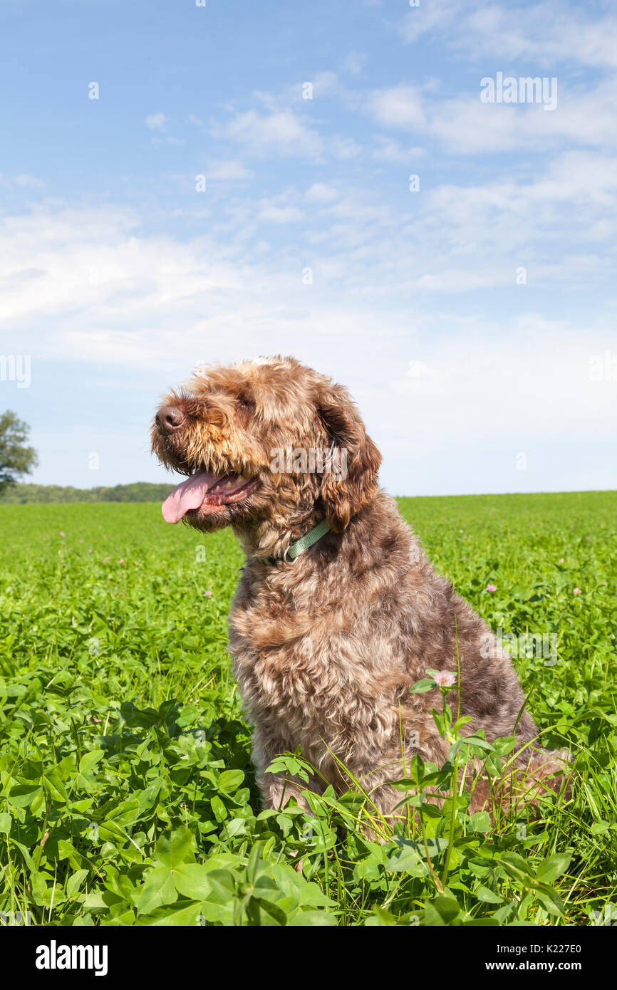 Korthals Griffon Rousse Fil ou chien assis dans un champ agricole de trèfle vert luxuriant haletant. Close up sous ciel bleu avec des nuages et des c Banque D'Images