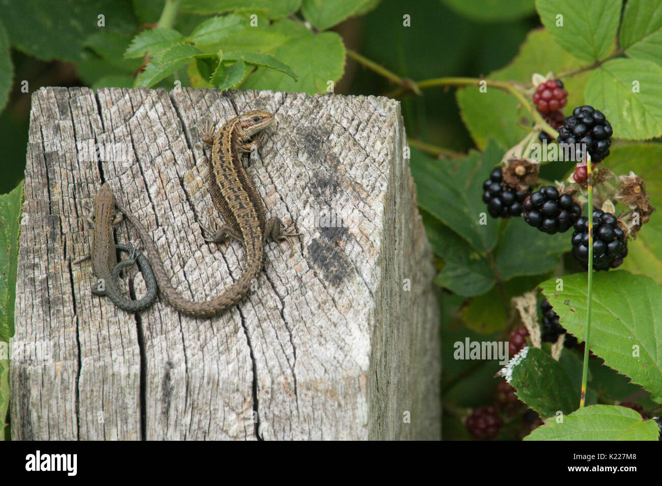 Les lézards Zootoca vivipara, commune, anciennement Lacerta vivipara, se réchauffer sur piquet à côté de mûres, Sussex, UK. En août. Des âges différents, Banque D'Images