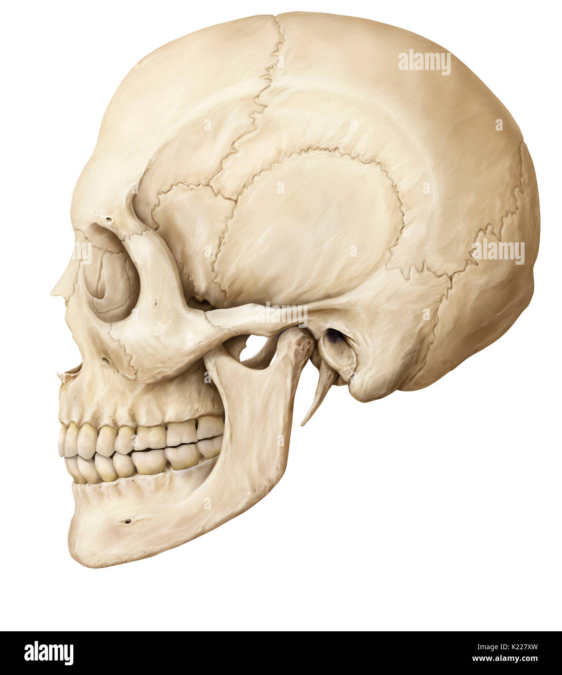 Structure osseuse formée de huit os (os et même quatre quatre os impair) recouvrant et protégeant le cerveau. Banque D'Images