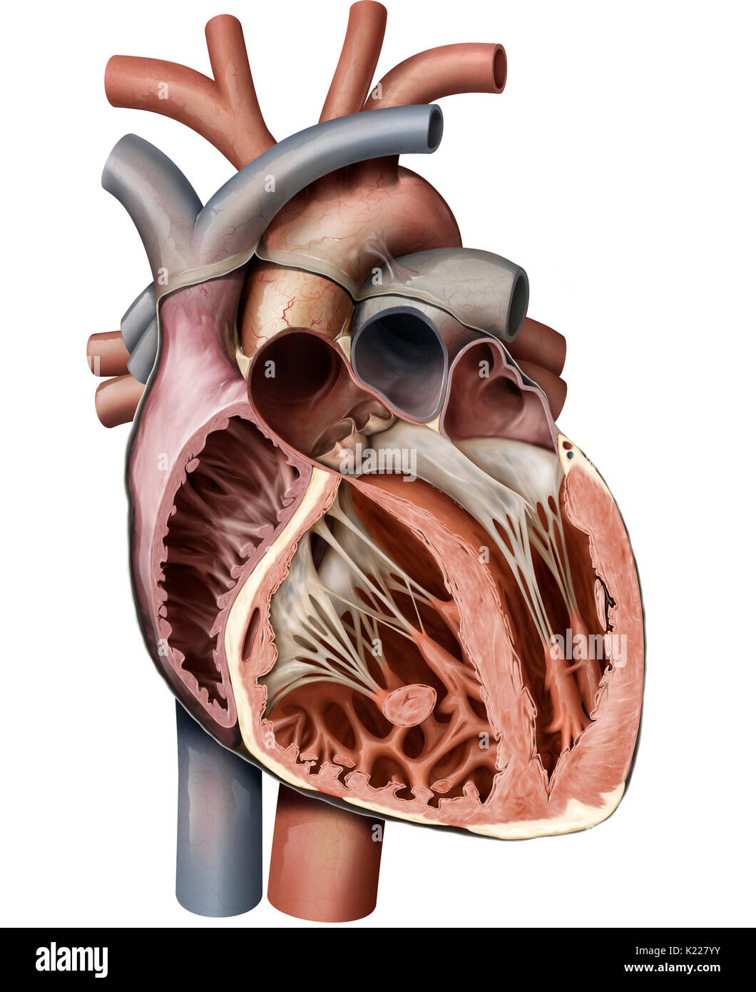 Le cœur est un organe musculaire composé de quatre chambres, ses contractions rythmiques et pompe le sang circuler. Banque D'Images