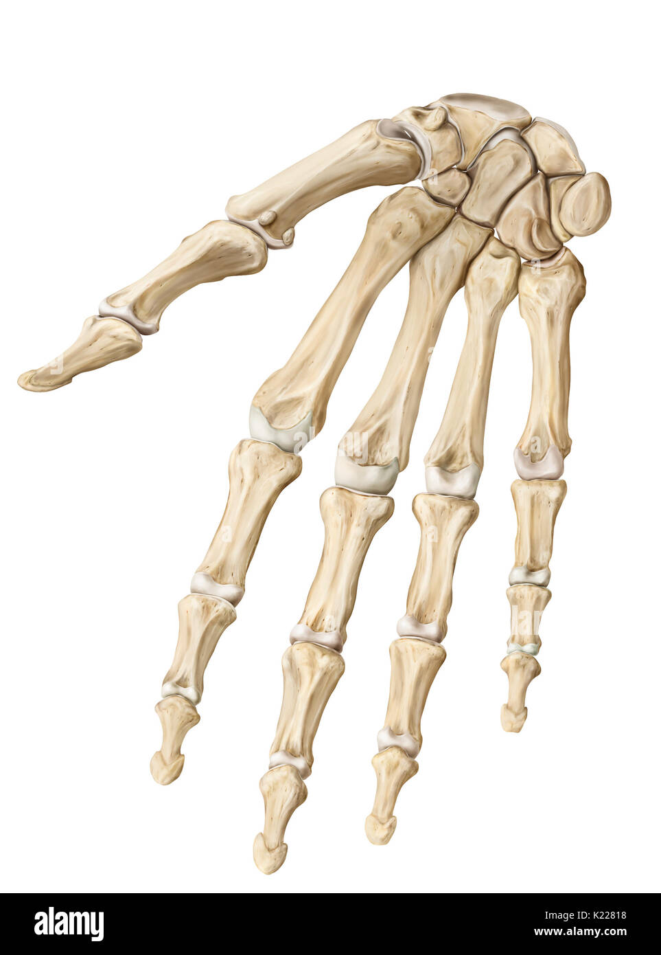 Partie terminale du membre supérieur, ayant une fonction préhensile et tactiles. Le squelette de la main a 27 os. Banque D'Images
