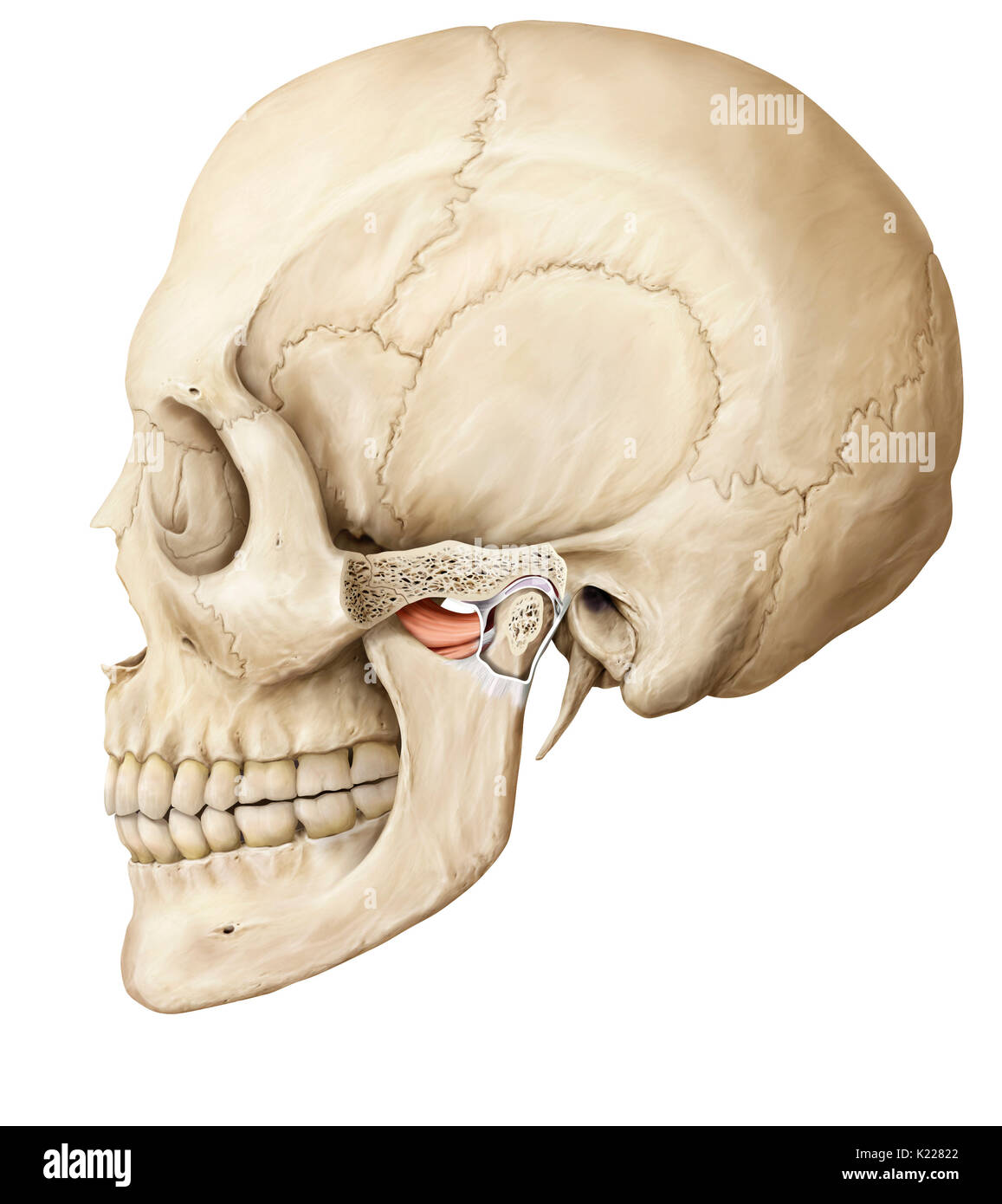 Cette image montre les articulations de la mâchoire. Banque D'Images