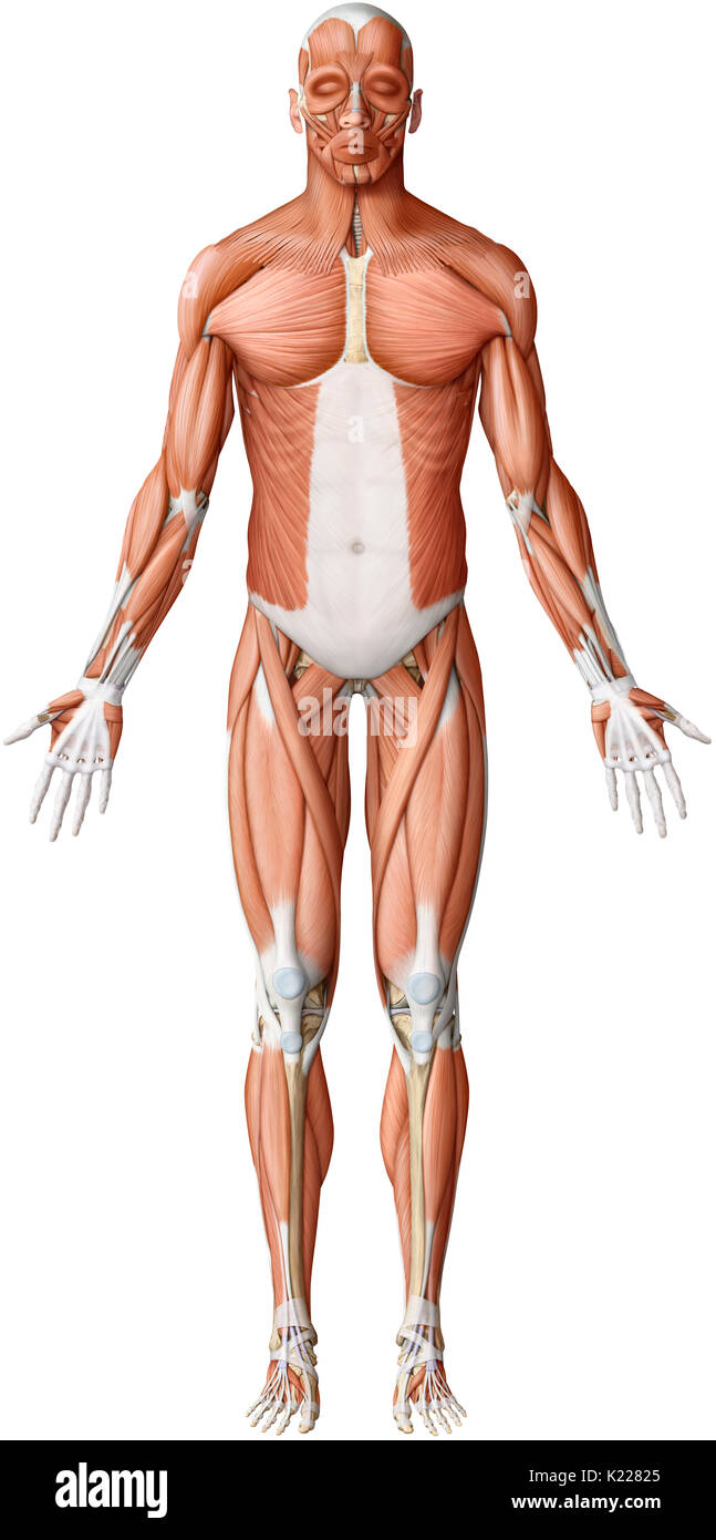 Alors que les mouvements des muscles lisses sont toujours involontaire, celles des muscles squelettiques sont presque toujours le résultat d'une commande volontaire, consciente du système nerveux central. Banque D'Images