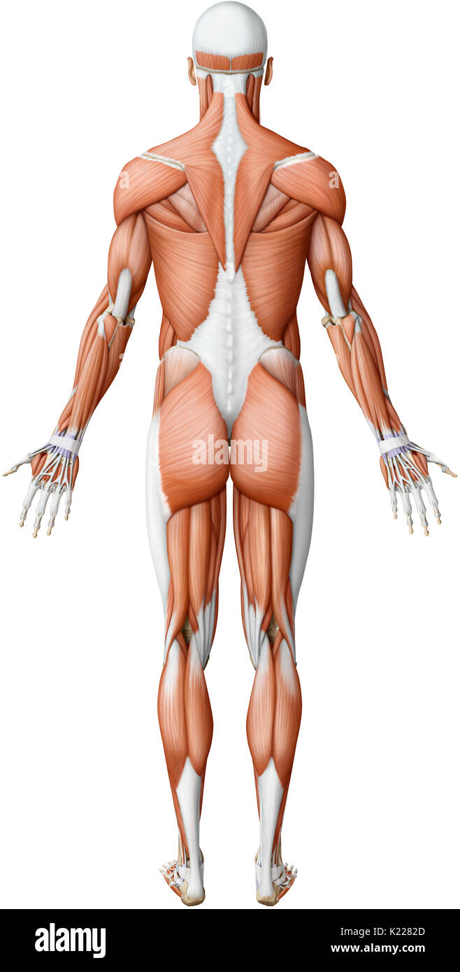 Alors que les mouvements des muscles lisses sont toujours involontaire, celles des muscles squelettiques sont presque toujours le résultat d'une commande volontaire, consciente du système nerveux central. Banque D'Images