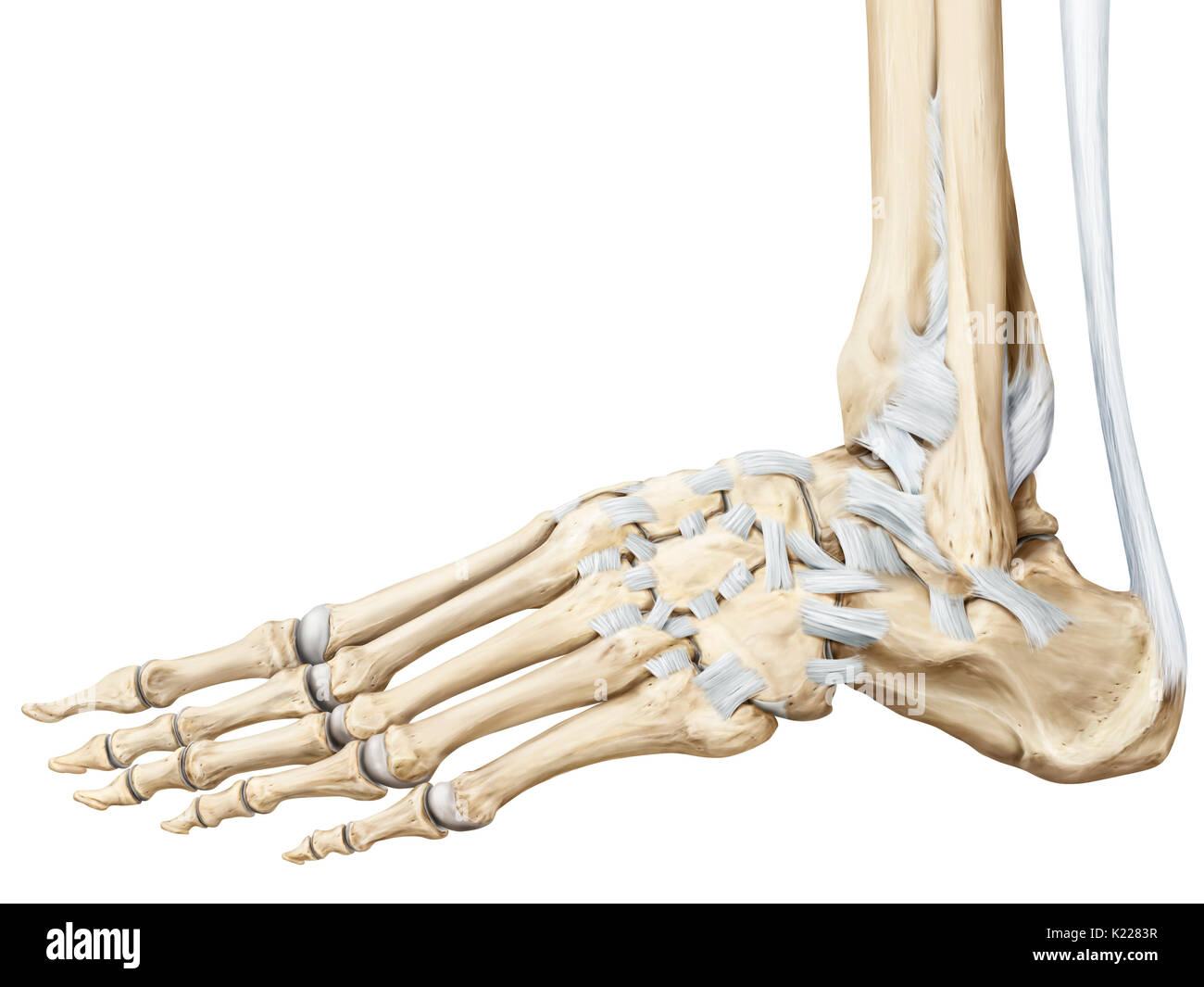 Surfaces de ces joints sont relativement plats et pas très mobiles ; ils permettent qu'une faible distance de plané. Exemples : certains os du poignet et pied. Banque D'Images