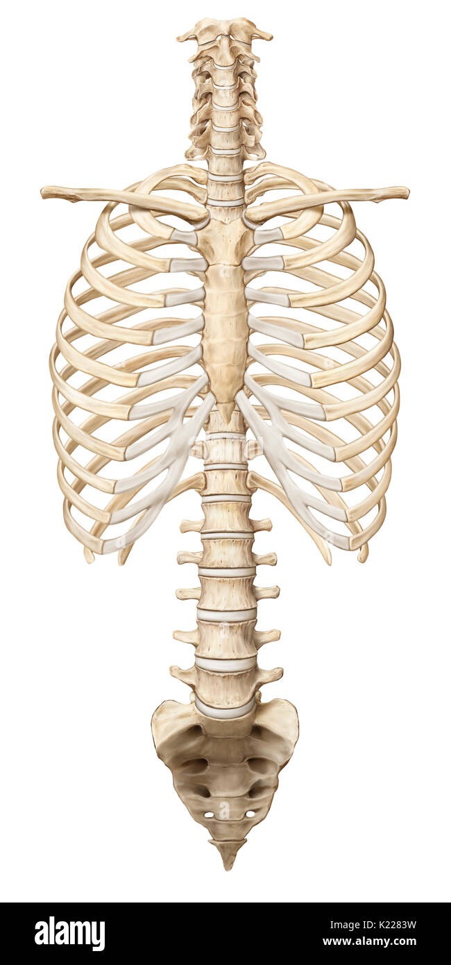 Cette image montre la clavicule, cage thoracique, la colonne vertébrale, le sacrum et le coccyx. Banque D'Images Cette image montre la clavicule, cage thoracique, la colonne vertébrale, le sacrum et le coccyx. Banque D'Images