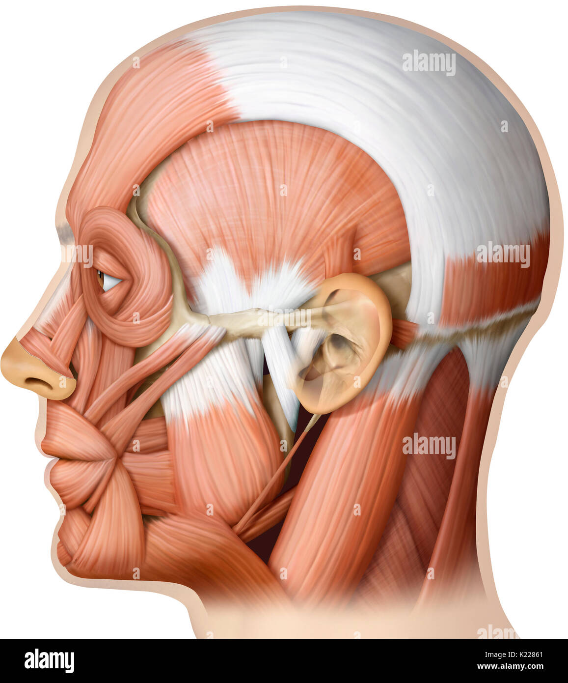 L'image montre une vue latérale des muscles de la tête. Banque D'Images