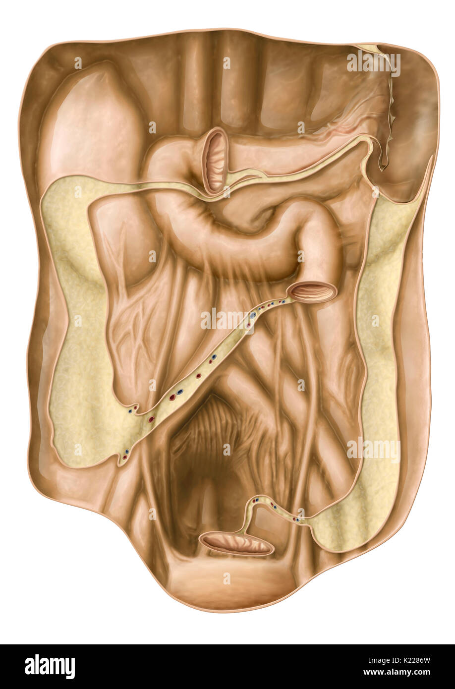 Membrane résistante couvrant les parois internes et des organes de la cavité abdominale et le maintien de sa forme. Banque D'Images