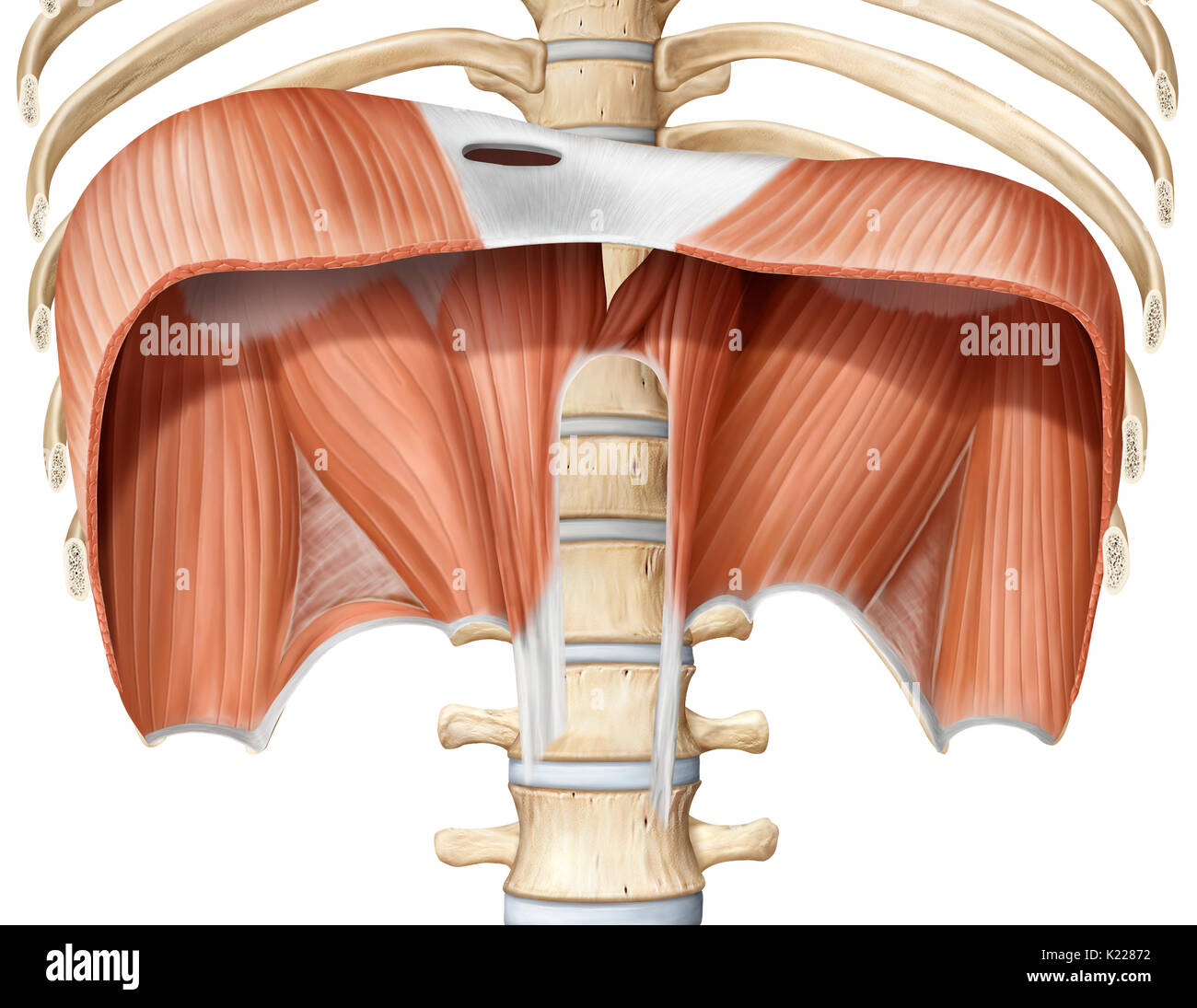Muscle principal de l'inhalation séparant les cavités du thorax et l'abdomen ; la contraction augmente la taille de la cavité thoracique, entraînant les poumons se déployer et prendre dans l'air. Banque D'Images