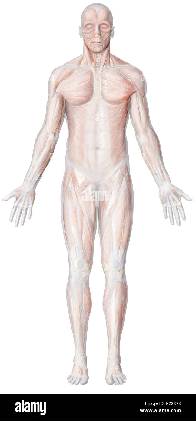 Alors que les mouvements des muscles lisses sont toujours involontaire, celles des muscles squelettiques sont presque toujours le résultat d'une commande volontaire, consciente du système nerveux central. Les mouvements des muscles squelettiques peuvent, dans certains cas, être involontaire, connu sous le nom de réflexes. Les réflexes, qui sont rapides et automatiques, sont des réponses à des stimuli externes, comme les attaques, ou rétablir la position du corps et de l'équilibre. Banque D'Images