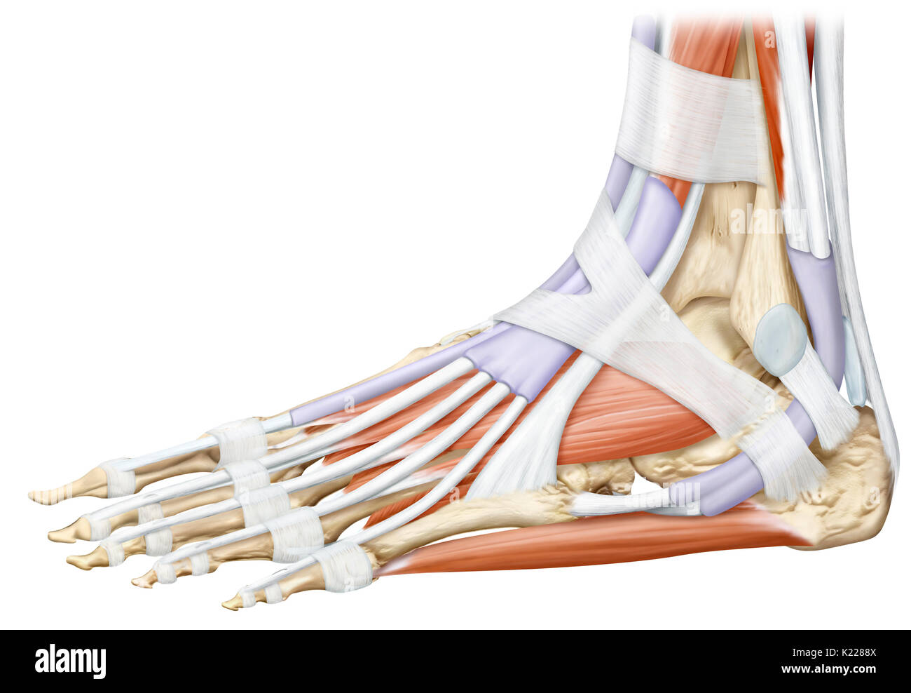 Cette image montre une vue latérale des muscles du pied. Banque D'Images Cette image montre une vue latérale des muscles du pied. Banque D'Images