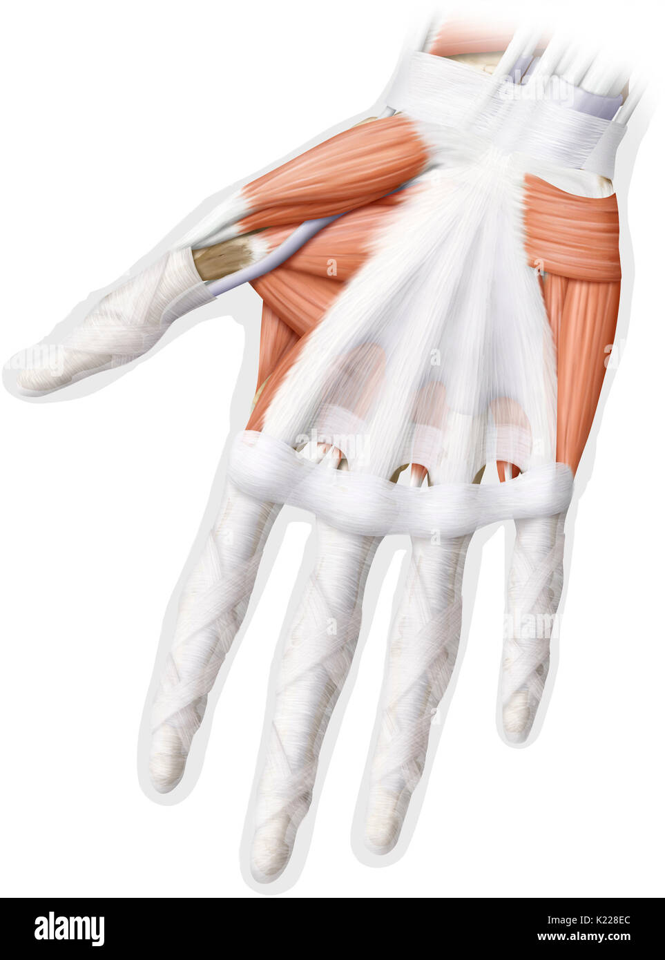 Cette image montre une vue antérieure des muscles de la main. Banque D'Images Cette image montre une vue antérieure des muscles de la main. Banque D'Images