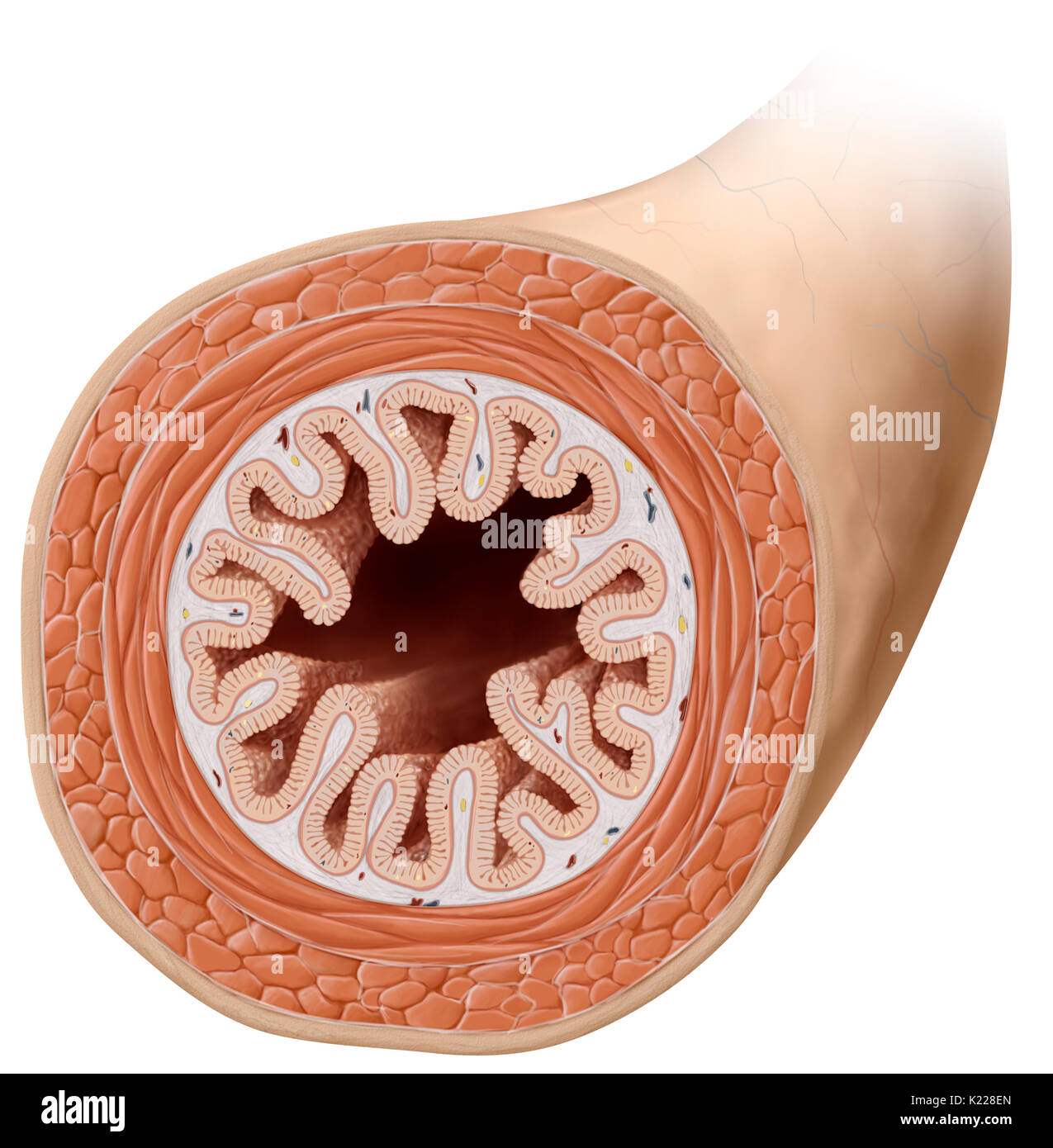 Cette Image Montre Une Section Transversale De L intestin Gr le Cette Image Montre Une Section Transversale De L intestin Gr le