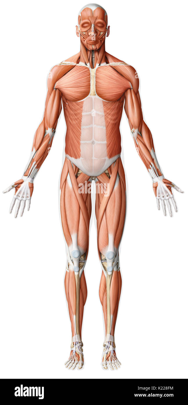 Alors que les mouvements des muscles lisses sont toujours involontaire, celles des muscles squelettiques sont presque toujours le résultat d'une commande volontaire, consciente du système nerveux central. Banque D'Images