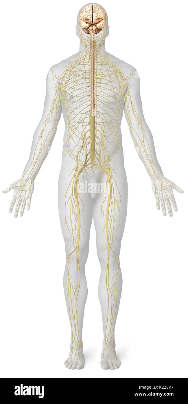 Le système nerveux est constitué de deux entités distinctes avec des rôles définis : le système nerveux central (cerveau et moelle épinière) et le système nerveux périphérique (les nerfs). Banque D'Images