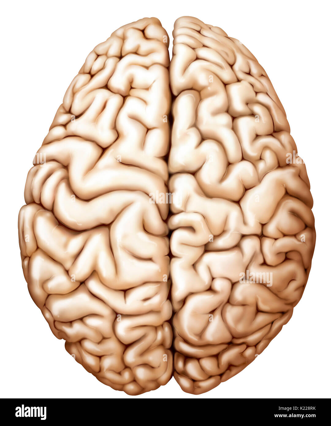 Partie du système nerveux central dans le crâne, composé du cerveau, du cervelet et du tronc cérébral ; il est responsable de la perception sensorielle, la plupart des mouvements, la mémoire, le langage, les réflexes et les fonctions vitales. Banque D'Images