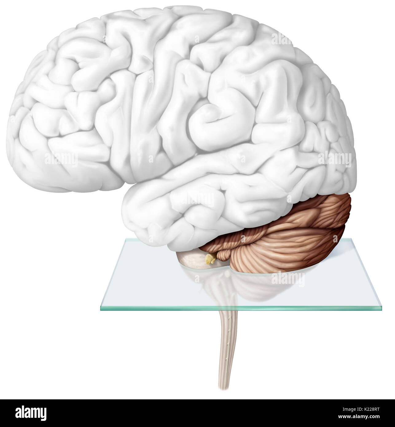 Le cervelet est la partie du cerveau située sous le cerveau, derrière le tronc cérébral. Il assure la coordination motrice, ainsi que le maintien de l'équilibre et la posture. Le cervelet permet aussi de mouvements volontaires harmonieux, sans effort inutile, sans perdre l'équilibre et sans trembler. Banque D'Images