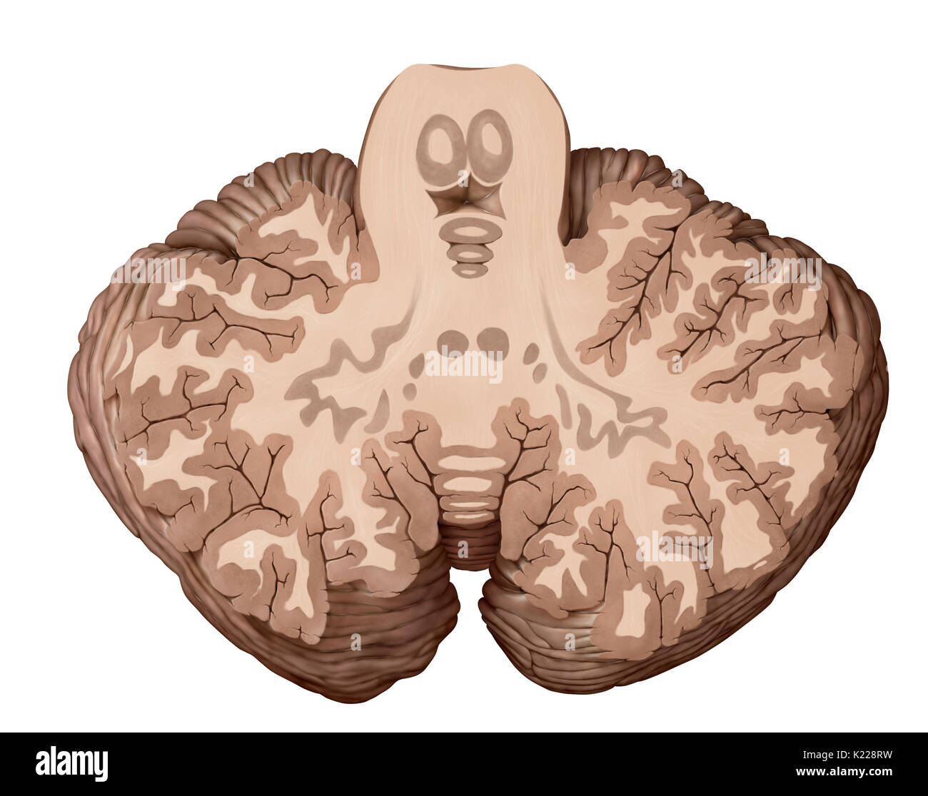 Le cervelet est la partie du cerveau située sous le cerveau, derrière le tronc cérébral. Il assure la coordination motrice, ainsi que le maintien de l'équilibre et la posture. Le cervelet permet aussi de mouvements volontaires harmonieux, sans effort inutile, sans perdre l'équilibre et sans trembler. Banque D'Images