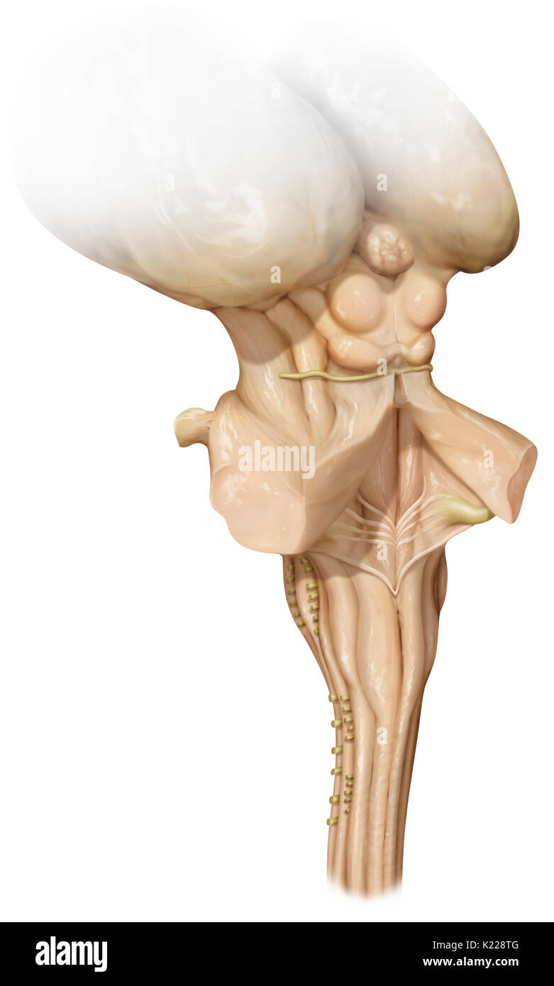 Le tronc cérébral est une partie de l'encéphale situé dans le prolongement de la moelle épinière, la régulation de nombreuses fonctions vitales et d'assurer les transmissions entre la moelle épinière, le cerveau et le cervelet. Banque D'Images