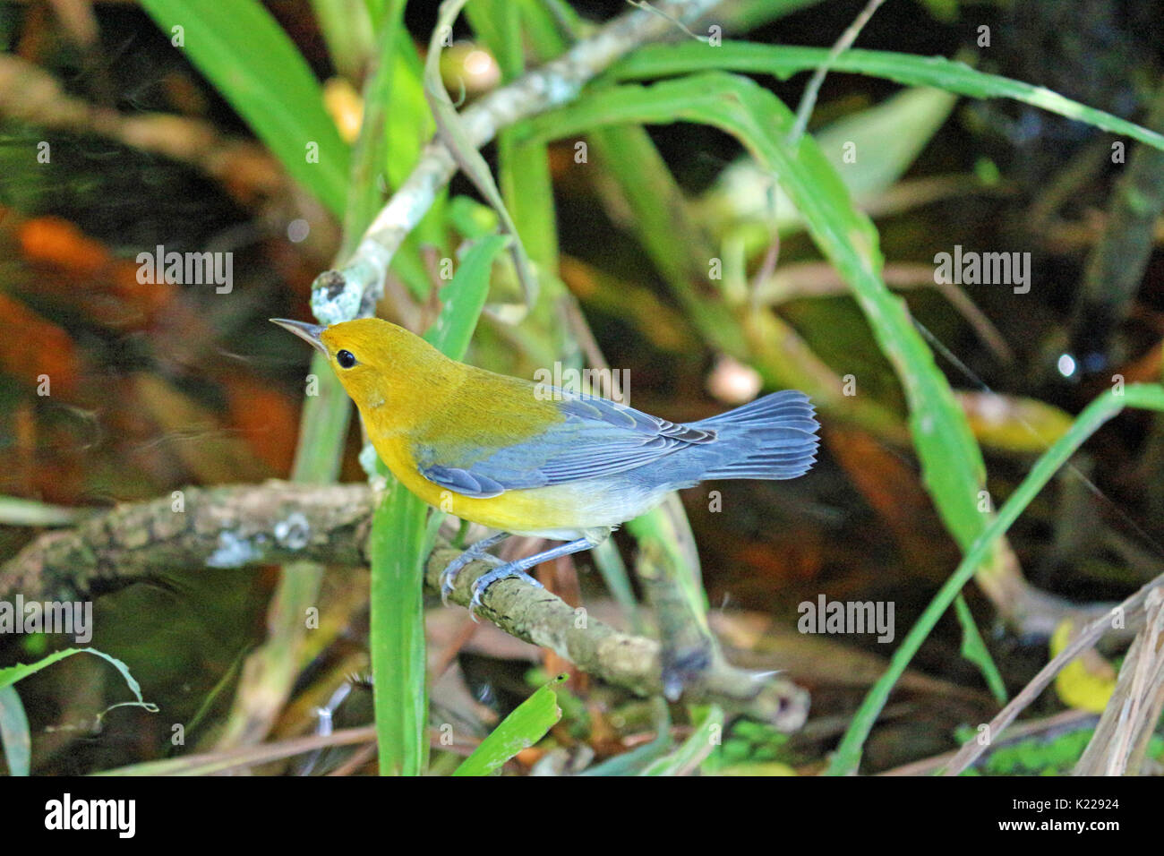 Un petit oiseau bleu et jaune orangée, une sur la rive d'un lac entouré par des feuilles et des branches, Banque D'Images