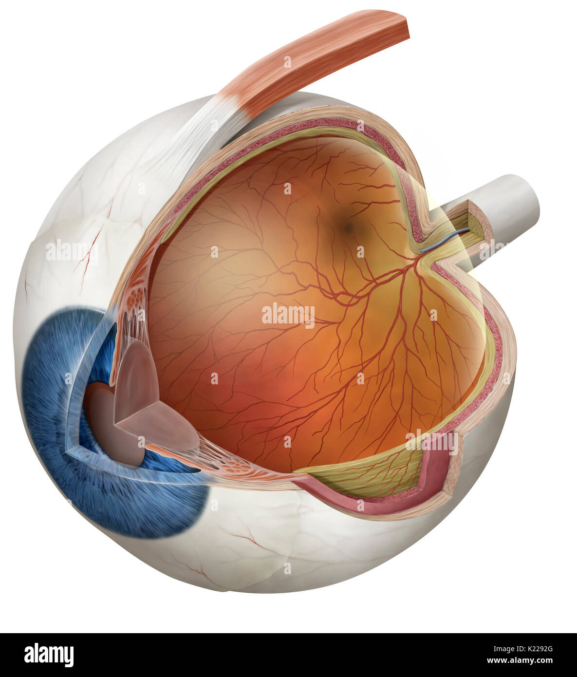 Enfermé dans une cavité de l'os (orbite) et proposé par six muscles, cet organe complexe recueille les signaux lumineux et les transmet au cerveau pour former des images. Banque D'Images