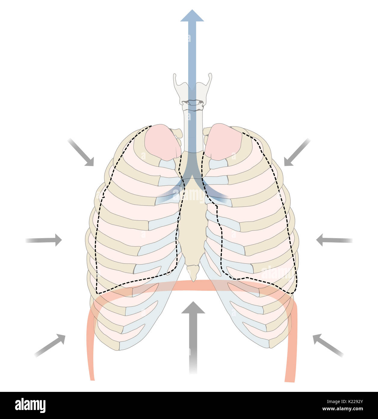 L'expiration expulse l'air des poumons. Il est causé par un relâchement des muscles respiratoires. Les poumons retour à leur volume au repos, ce qui provoque l'expulsion de l'air. Banque D'Images